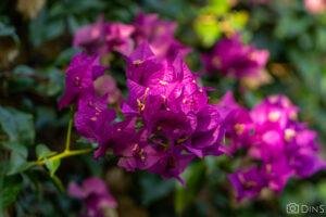 tenerife trip (279)