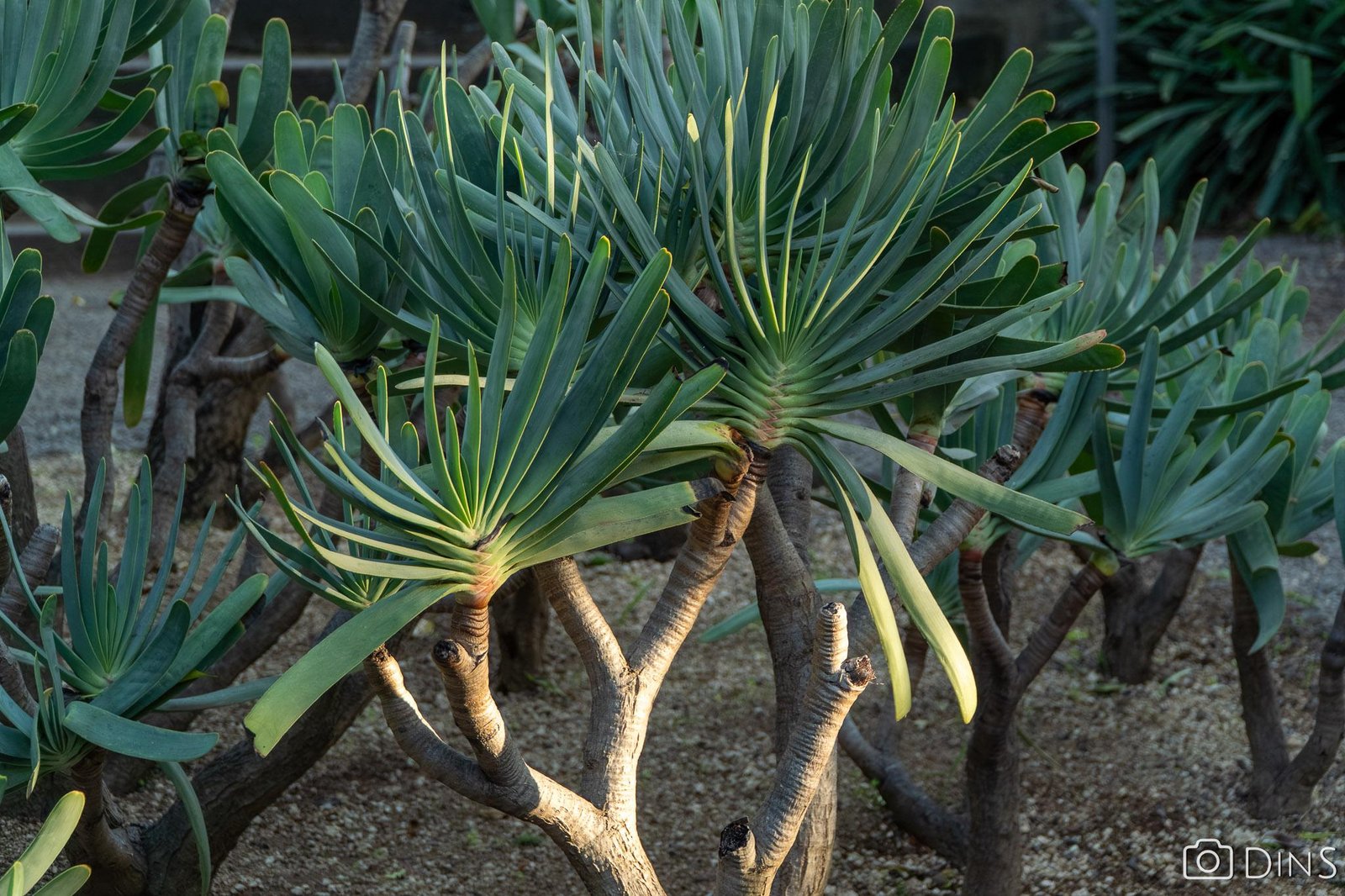 tenerife trip (296)