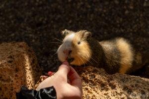 tenerife trip (315)
