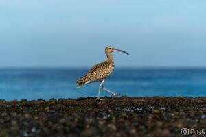 tenerife trip (446)