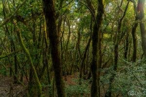 tenerife trip (479)
